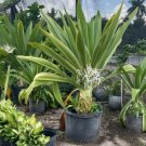 Crinum Lily Variegated Live Plant Giant Crinum Asiaticum Spider Lily 12 To 15 Inch