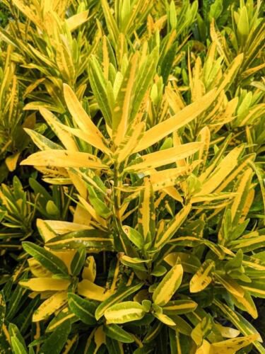 Codiaeum Variegatum Sunny Star Croton Live Plant 7 To 10 Inches Tall