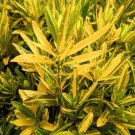 Codiaeum Variegatum Sunny Star Croton Live Plant 7 To 10 Inches Tall