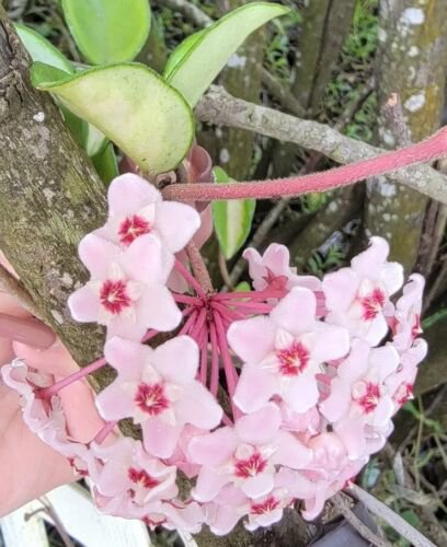 Hoya Carnosa Live Plant Variegated Tricolor Hoya Krimson Princess 5 Inch In 4 Inch Pot