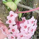 Hoya Carnosa Live Plant Variegated Tricolor Hoya Krimson Princess 5 Inch In 4 Inch Pot