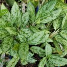 Rare Aglaonema Live Plant 10 To 12 Inch Tall In 4 Inches Pot