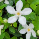 Wrightia Antidy Senterica Asian Snow Jasmine Starter Live Plant 2 To 5 Inch Tall
