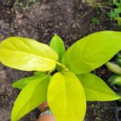 Philodendron Golden Goddess Lemon Lime Rooted Live Plant Super Neon Color In 4 Inch