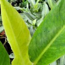 Philodendron Painted Lady Rooted Live Plant In 4 Inches Pot