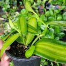 Variegated Vanilla Bean Orchid Live Plant Vanilla Planifolia Variegata In 4 Inch Pot