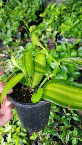 Variegated Vanilla Bean Orchid Live Plant Vanilla Planifolia Variegata In 4 Inch Pot