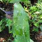 Aspidistra Live Plantmilky Way Fancy Cast Iron Plant In 4 Inches Pot