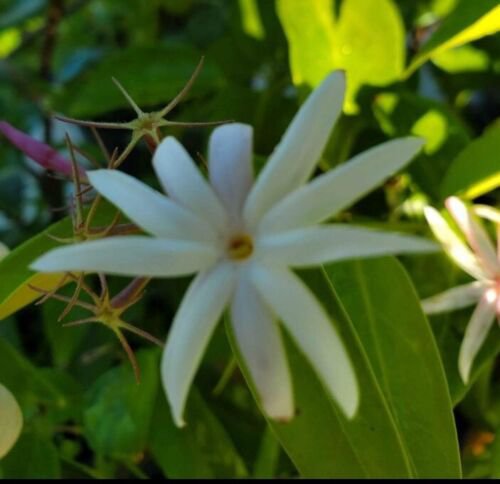 Angel Wing Jasmine Starter Live Plant 5 To 7 Inch Jasmine Nitidumstar Jasmine