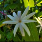 Angel Wing Jasmine Starter Live Plant 5 To 7 Inch Jasmine Nitidumstar Jasmine