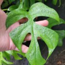 Monstera Ginny Live Plant Rhaphidophora Tetrasperma In 4 Inch Pot Mini Split Leaf
