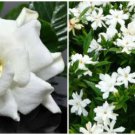 Frost Proof Gardenia Live Plant Great Fragrance Evergreen 7 To 10 Inch Tall