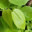 Neon Philodendron Cordatum Live Plant Hederaceum Neon Heart Shape In 4 Inch Pot