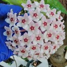 Hoya Carnosa Krimson Queen Live Plant Variegated Hoya Carnosa 5 Inch Tall In 4 Inch Pot