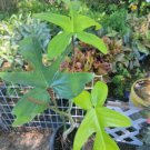 Philodendron Squamiferum Live Plant Hairy Philodendron In 4 Inches Pot