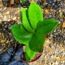 Rare Zz Zamioculcas Zamiifolia Live Plant
