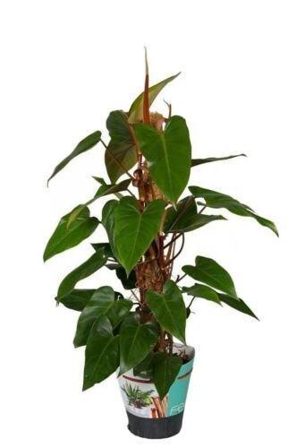 Philodendron Red Emerald 7 To 10 Inches Tall Cutting
