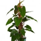 Philodendron Red Emerald 7 To 10 Inches Tall Cutting