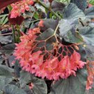 Pink Angel Wing Begonia Live Plant 7 To 12 Inch Tall In 4 Inch Potangelwing Begonia