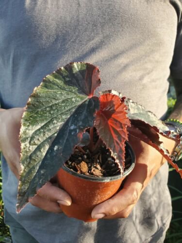 Rare Lynda Dawn Angel Wing Begonia Rooted Live Plant 7 To 12 Inch Tall In 4 Inch Pot