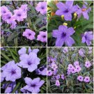6 Mexican Petuniaruellia Brittoniana Perennial Well Rooted Plants Shrub Garden