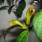 Black Pagoda Aeschynanthus Longicaulis Zebra Vine Lipstick Plant
