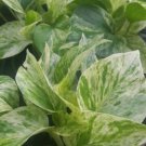 Marble Queen Pothos 4 Leaves In 4 Inch Pots