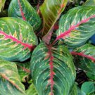 Aglaonema Red Borju Live Plant 12 Inches Tall In 4 Inches Pot