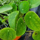 Pilea Peperomioides Chinese Money Plant Live Plant 4 Inch Pot