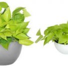 Neon Green Pothos Live House Plant 4 Inch Pot Tropical Indoors Outdoors Plant