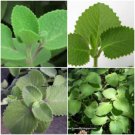 2 Cuban Oreganomexican Mint Spanish Thymewell Rooted Plant 5 To 7 Inches