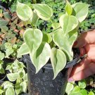 Cupid Peperomia Variegata Live Plant Trailing Vine In 4 Inches Pot