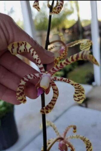 Aranchni Flosaeris Vanda Type Orchid Aranda Leopard 10 Inches Cutting