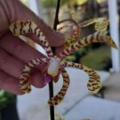 Aranchni Flosaeris Vanda Type Orchid Aranda Leopard 10 Inches Cutting