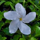 2 Pinwheel Jasmine Starter Live Plant2 Plug Size 5 To 7 Inches Tall