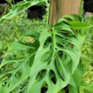 Monstera Swiss Cheese Plant1 Cutting 2 To 3 Big Leaves As Pictures