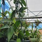 Vanilla Bean Orchid Live Plant10 Inches Rooted Stem