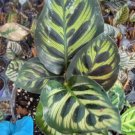 Calathea Peacock Plant Calathea Makoyana Live Plant In 4 Inch Pot