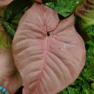 Pink Syngonium Podophyllum Arrowhead Plant Live Houseplant