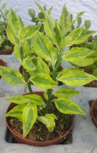 Devils Backbone Variegated Euphorbia Tithymaloides Live Succulent Live Plants