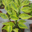 Devils Backbone Variegated Euphorbia Tithymaloides Live Succulent Live Plants