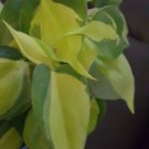 Rare Brazil Brasil Philodendron Vine Live Plant In 4 Inch Pot Clean Air Purifier
