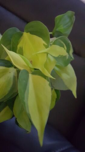 Rare Brazil Brasil Philodendron Vine Live Plant In 4 Inch Pot Clean Air Purifier