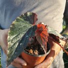 Rare Lynda Dawn Angel Wing Begonia Rooted Live Plant