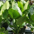 Alocasia Odora California Live Plant 7 To 10 Inches Tall