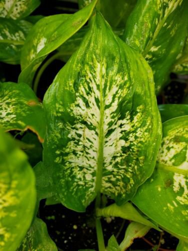 Dieffenbachia Compacta 7 Inches Tall Dumb Cane Easiest Houseplant Live Plant