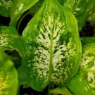 Dieffenbachia Compacta 7 Inches Tall Dumb Cane Easiest Houseplant Live Plant