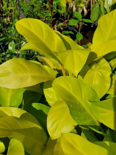 Philodendron Golden Goddess Neon Vine Tropical Houseplant Aroid7 Inch Cutting