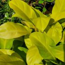 Philodendron Golden Goddess Neon Vine Tropical Houseplant Aroid7 Inch Cutting