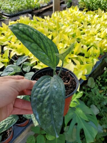 Monstera Perugreen Galaxy Live Plant In 4 Inch Pot